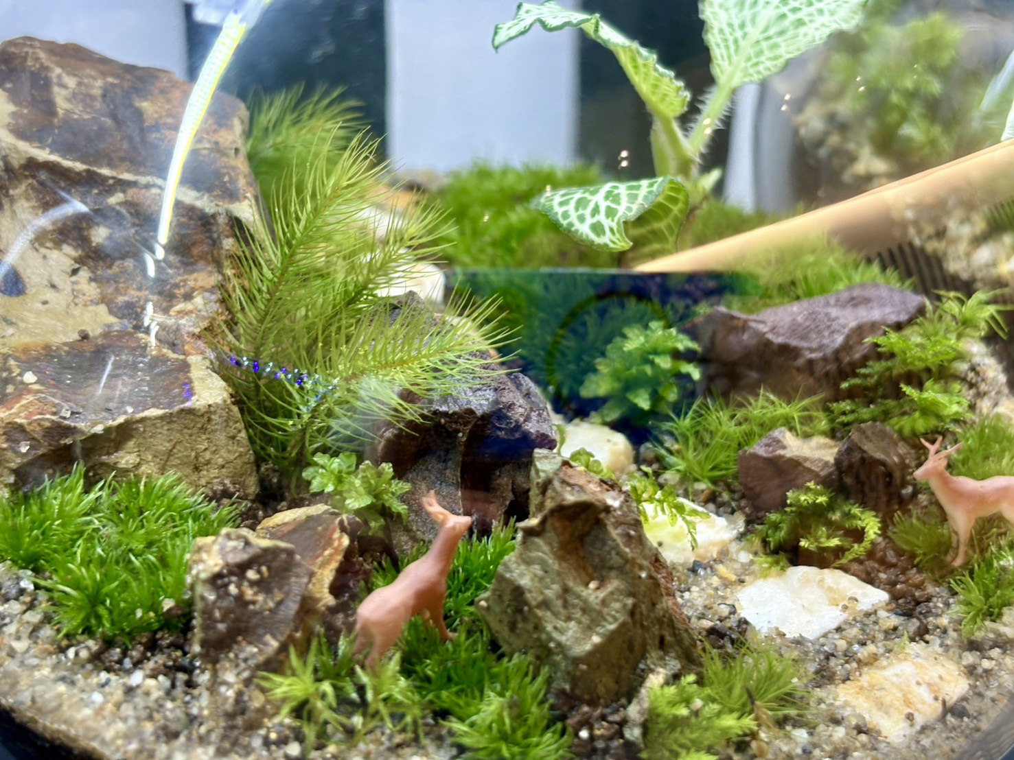 ガラスの中の小さな苔の景色