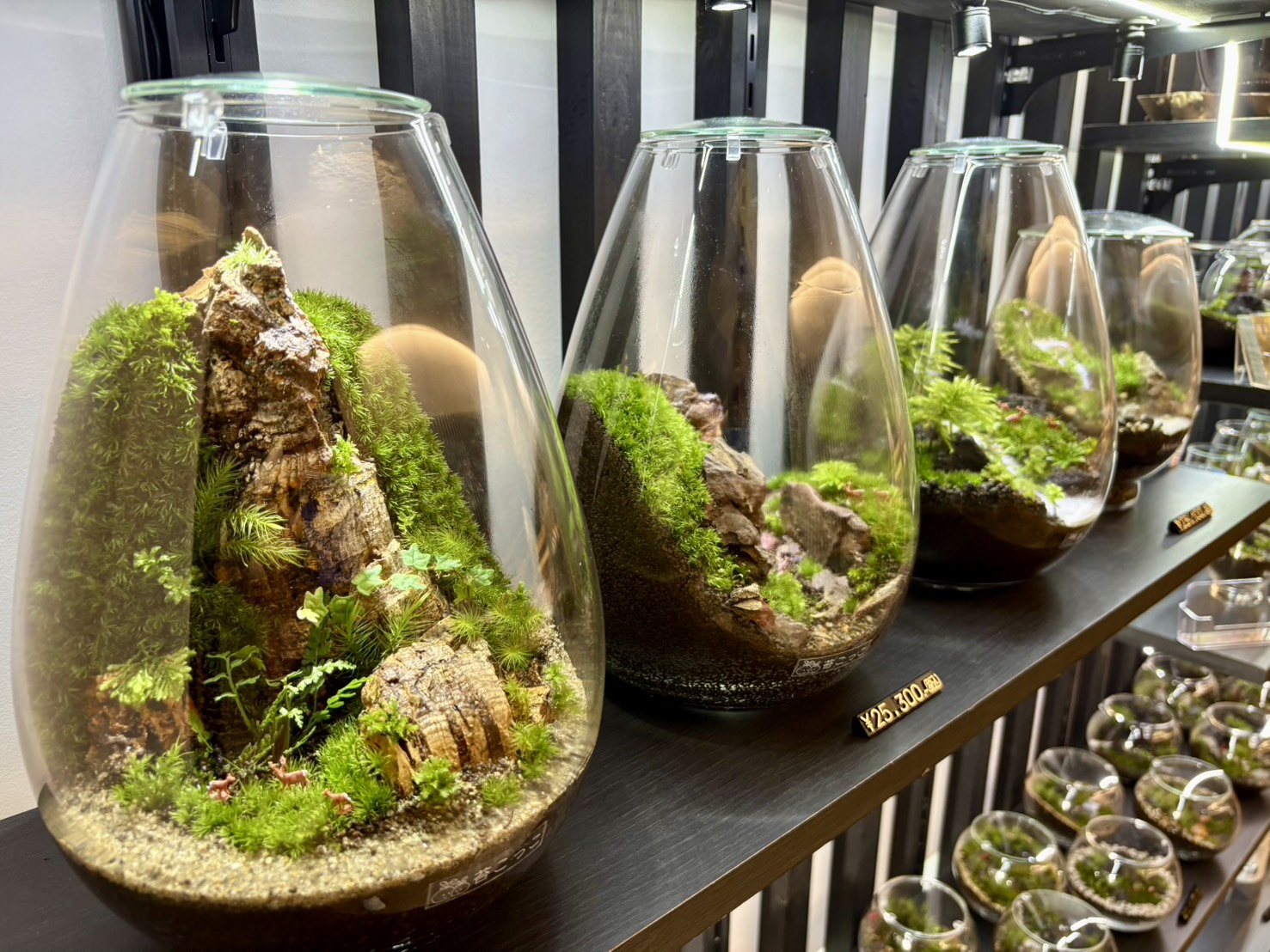 店内に並ぶ苔テラリウム